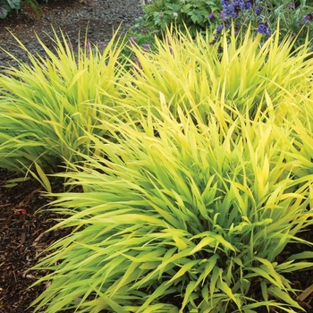 Japenese Forest Grass Japenese Forest Grass
