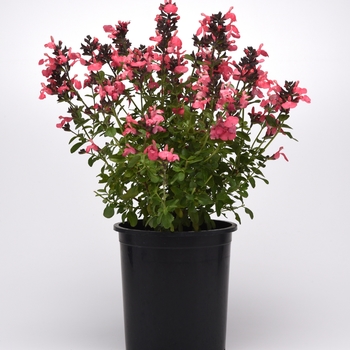 Salvia