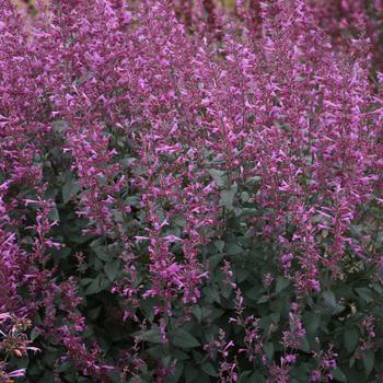 Meant to Bee&trade; 'Royal Raspberry'