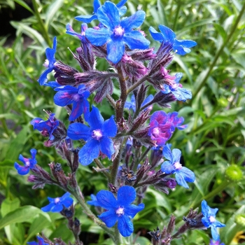 Bugloss Bugloss