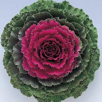 Ornamental Kale