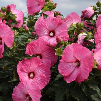 Rose Mallow Rose Mallow