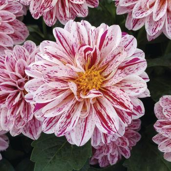Dahlietta® Paula Dahlietta® Paula