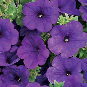 Supertunia® Royal Velvet™ Supertunia® Royal Velvet™