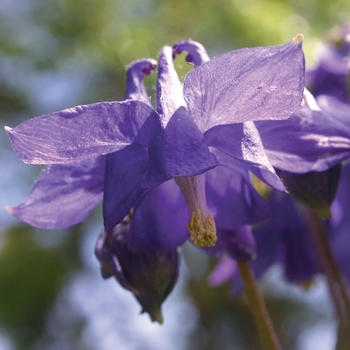 Columbine Columbine