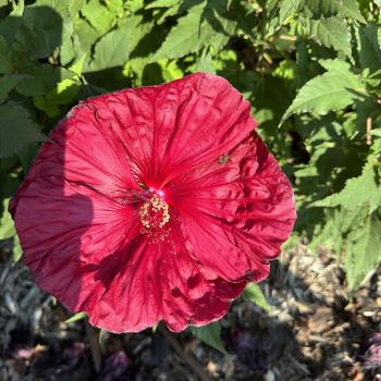Rose Mallow Rose Mallow