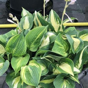Plantain Lily Plantain Lily