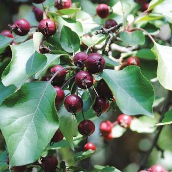 Cherry, Bush Cherry, Bush