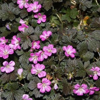 Cranesbill Cranesbill