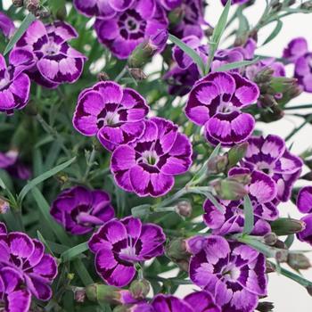 Border Carnation Border Carnation