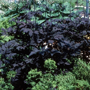 Bugbane Bugbane