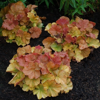Coral Bells Coral Bells