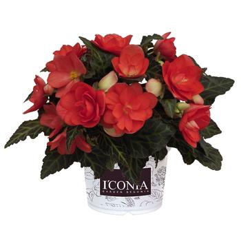 Begonia Begonia