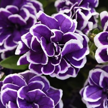 'Frosted Sapphire' 'Frosted Sapphire'