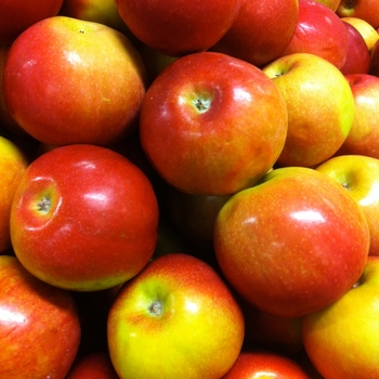 'McIntosh' Apple 'McIntosh' Apple