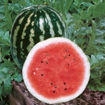 Watermelon Watermelon