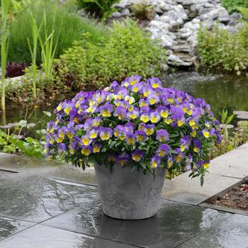 Pansy