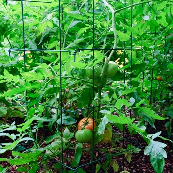 Tomato Tomato