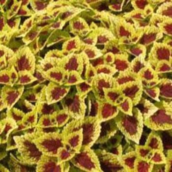 Coleus Coleus