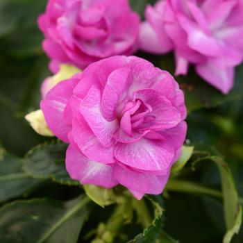 Impatiens, Double