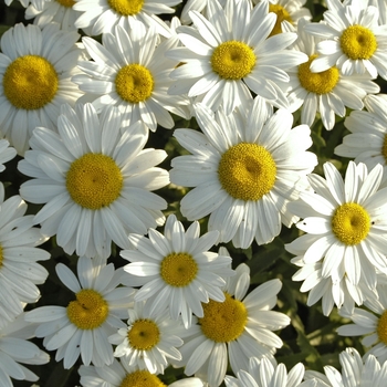 Shasta Daisy Shasta Daisy