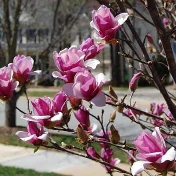 Magnolia Magnolia