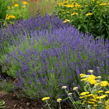 Lavender Lavender
