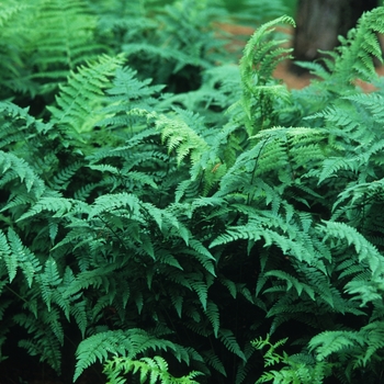 Fern Lady Fern Lady
