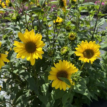 Sunflower Sunflower