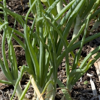 Onion Onion