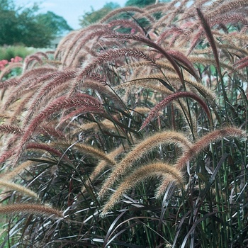 Purple Fountain Grass Purple Fountain Grass