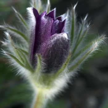 Pasque Flower Pasque Flower