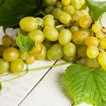 Grape Grape
