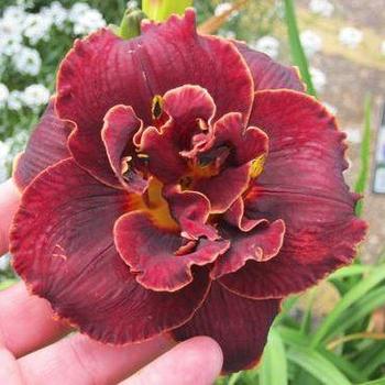 Daylily Daylily