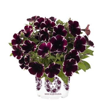 Petunia Petunia