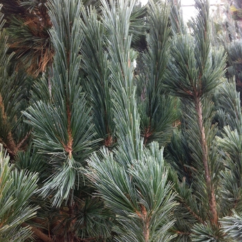 Vanderwolf's Pyramid Limber Pine Vanderwolf's Pyramid Limber Pine