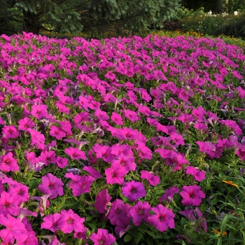 Petunia Petunia