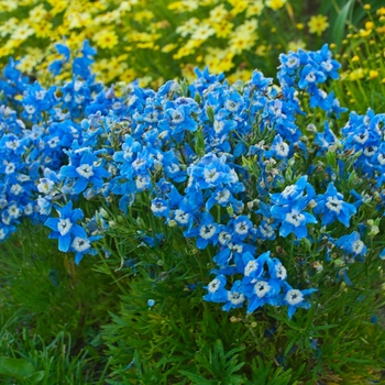 Larkspur Larkspur