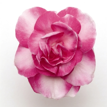 Impatiens, Double Impatiens, Double