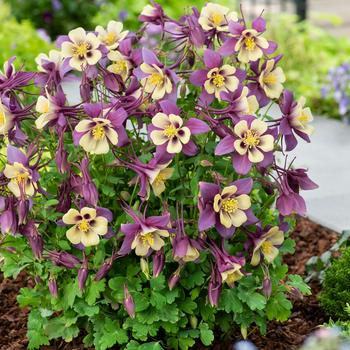 Columbine Columbine