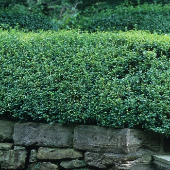 Alpine Currant