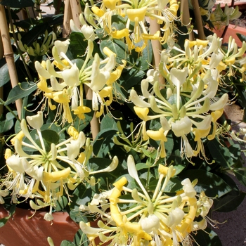 'Scentsation' Honeysuckle 'Scentsation' Honeysuckle