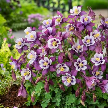 Columbine Columbine