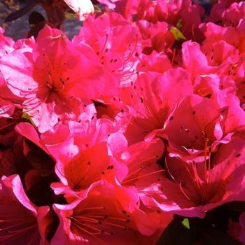 'Girard's Renee Michelle' Azalea 'Girard's Renee Michelle' Azalea