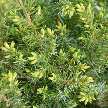 Blueberry Delight® Juniper Blueberry Delight® Juniper