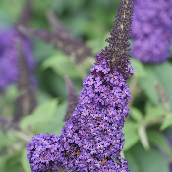 'Pugster Blue®' Butterfly Bush 'Pugster Blue®' Butterfly Bush