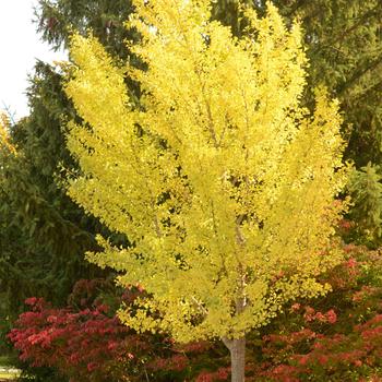 'Autumn Gold' 'Autumn Gold'