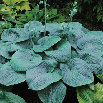 'Humpback Whale' Hosta, Plantain Lily 'Humpback Whale' Hosta, Plantain Lily