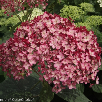 Invincibelle® 'Ruby' Invincibelle® 'Ruby'
