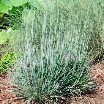 Little Bluestem Little Bluestem